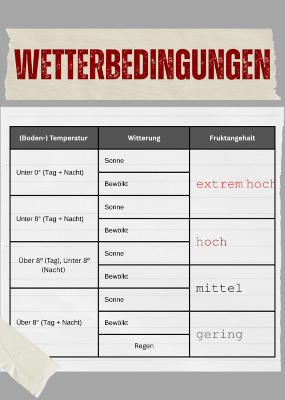 Bei welcher Witterung sollte man Angrasen? Der Fruktangehalt ist entscheidend.