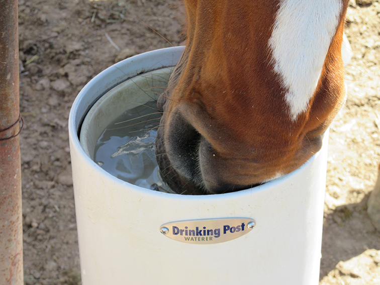 Pferd trinkt aus Standtränke Drinking Post