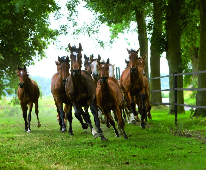 Pferde im Galopp sind eine hohe Belastung für verschiedene Weide