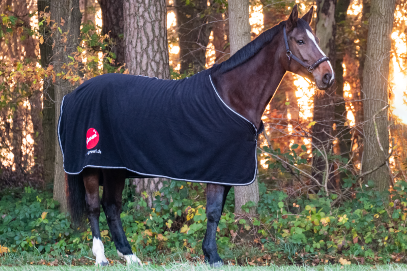 Das braune Pferd trägt steht im Sonnenaufgang vor einem Wald und trägt eine Abschwitzdecke. Typ 1 von 6 der meistgenutzten Pferdedecken.