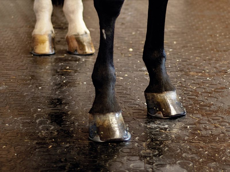 Pferd steht auf Gummimatten, ein idealer Stallboden für Waschplätze.