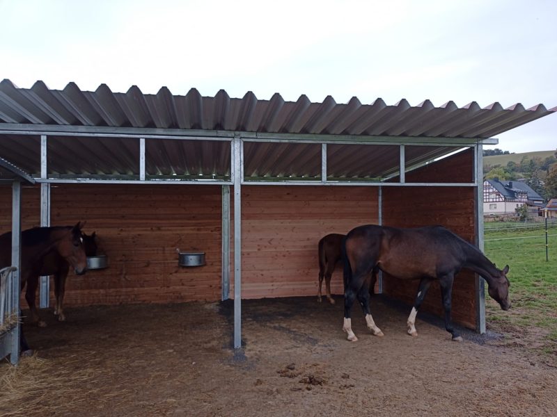Pferde in einer Weidehütte