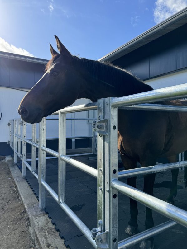 Das Pferd steht auf seinem Paddock auf Gummimatten.