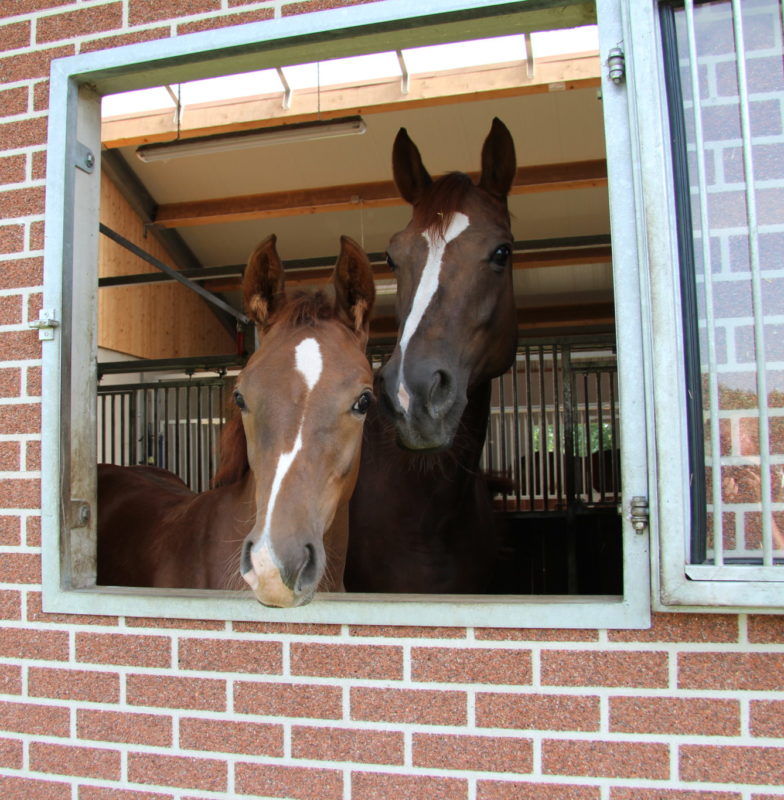 Eine Stute und ihr Fohlen schauen durch ein Fenster nach draußen.