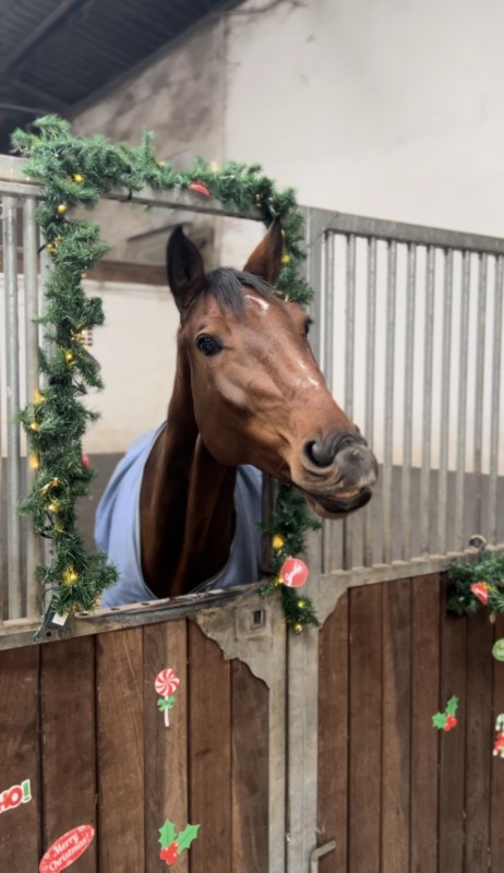 Pferd in geschmückter Box.