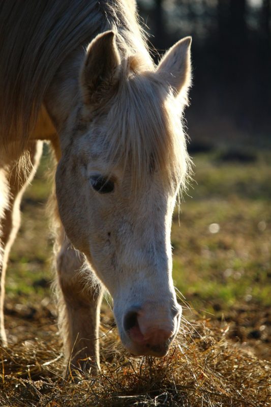 Pferd frisst Heu.