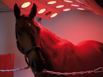 Solarium Q-Line Mercurr